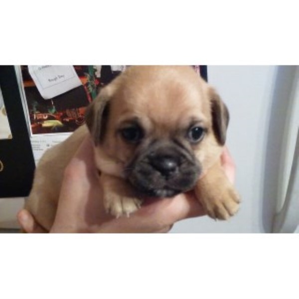 Pug puppy for sale + 44840
