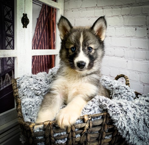 AKC Siberian Husky