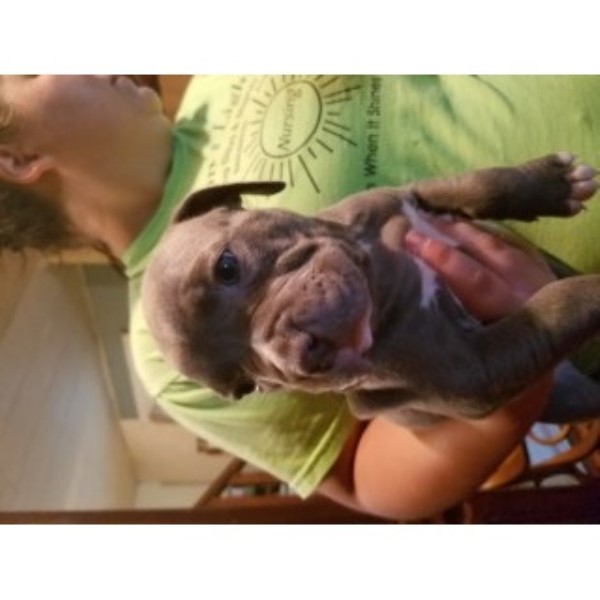 Pit Bull Puppies For Sale