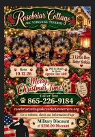 3 AKC BABY BOYS BORN 10.12.26 Yorkshire Terrier for sale/adoption