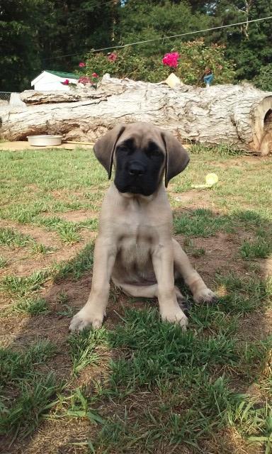 Mastiff puppy for sale + 48990