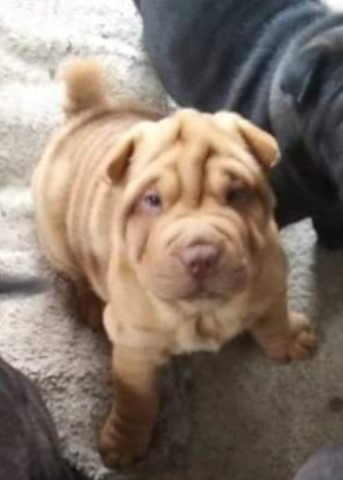 Chinese Shar Pei puppy for sale + 62061