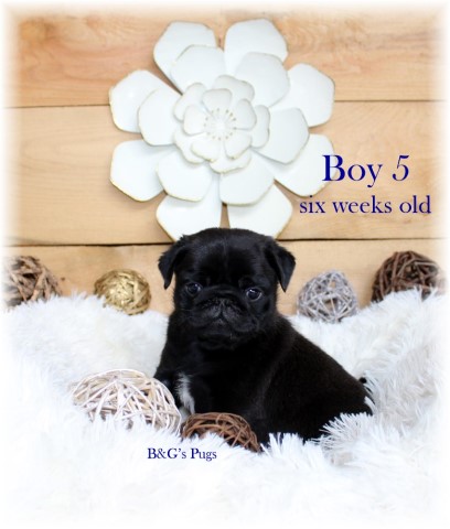 Pug puppy for sale + 62951