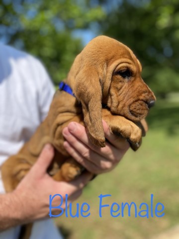 Bloodhound Puppies Registered