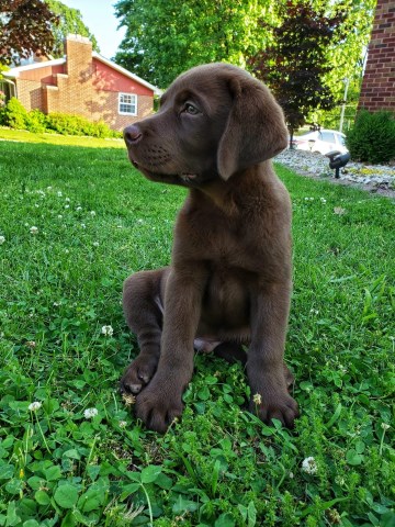 Akc labrador puppies