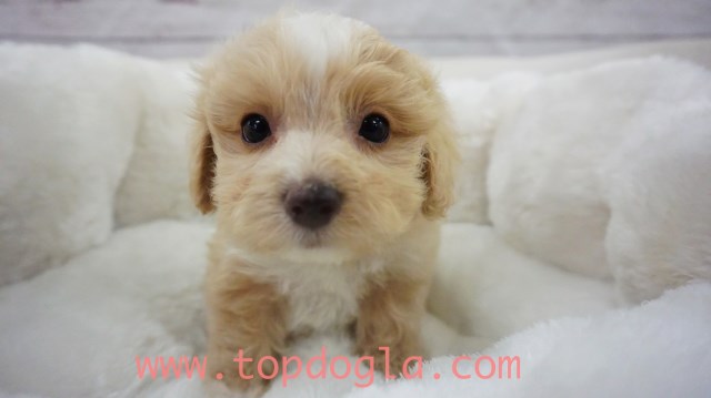 Morkie puppy for sale + 53695