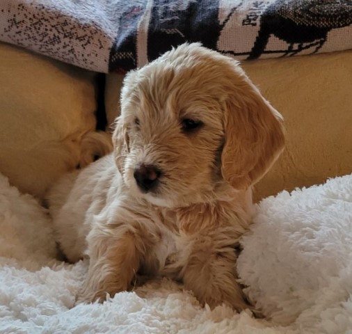 Goldendoodle puppy for sale + 64076