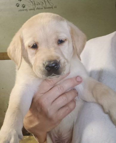 Labrador Retriever puppy for sale + 67084