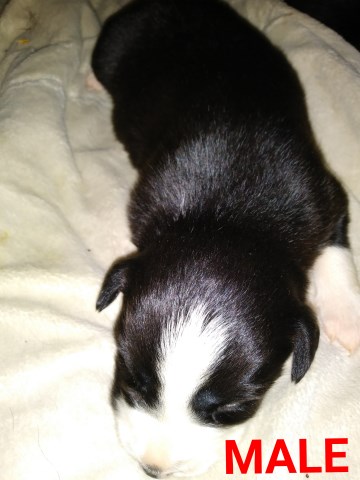 Border Collie puppy for sale + 56337