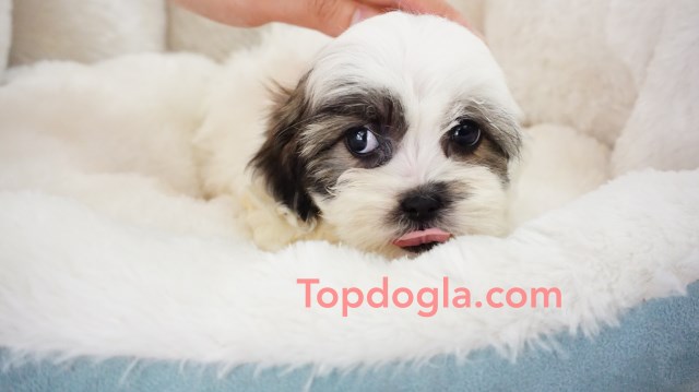 Maltese puppy for sale + 53253