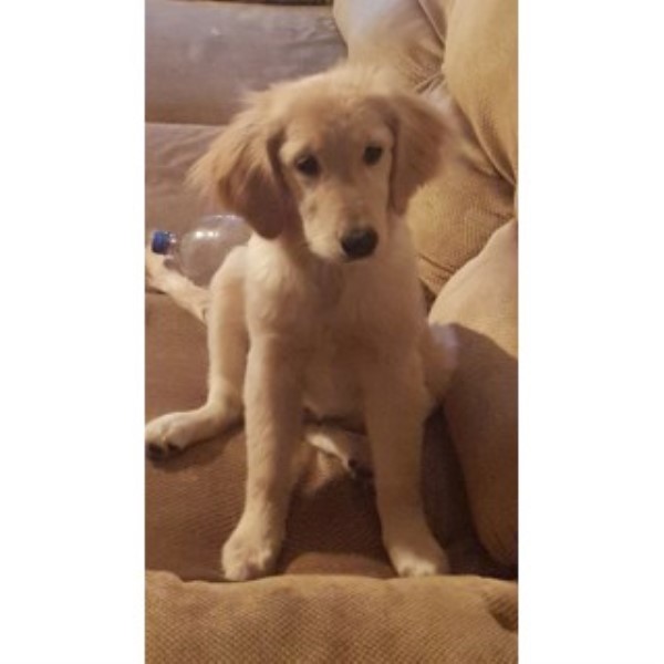 Gorgeous Golden Retriever!