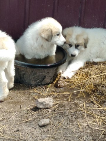 Great Pyrenees Puppies