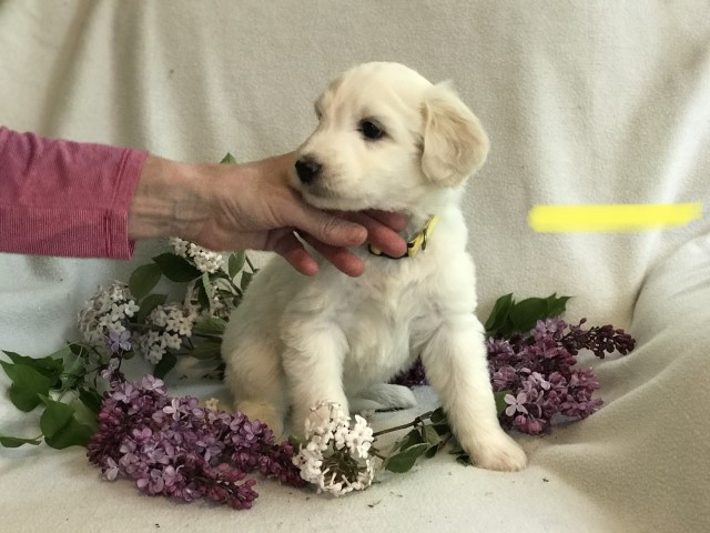 Cream/apricot Pyredoodle Puppy Ready for new home May 22! Yellow Collar