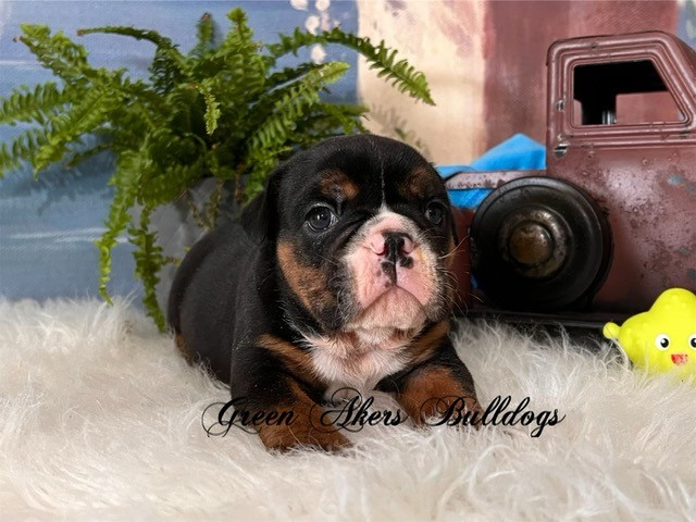 English Bulldog, M, Black Tri, AKC