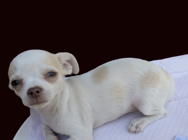 Chihuahua puppy for sale + 67166