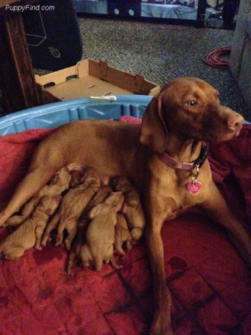 vizsla puppies michigan dog willis