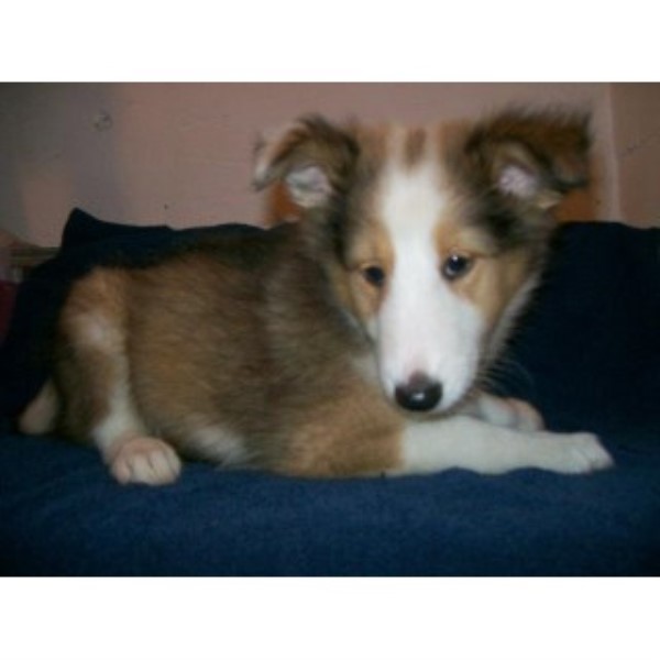 Purebreed Shelties 2 Litters