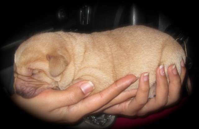 Labrador Retriever puppy for sale + 61524