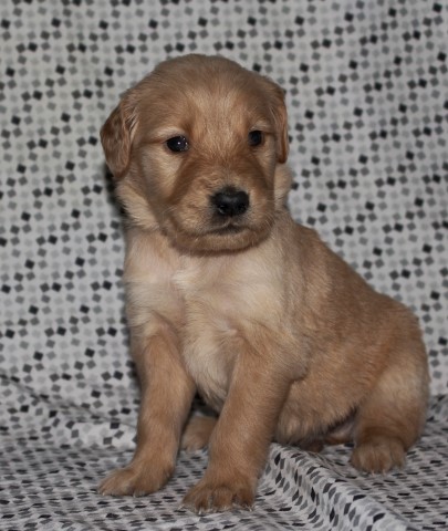 Golden Retriever puppy for sale + 61312