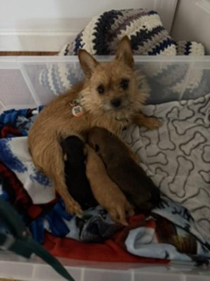 Yorkshire Terrier puppy for sale + 67145