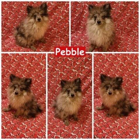 Pomeranian-Pebble-male