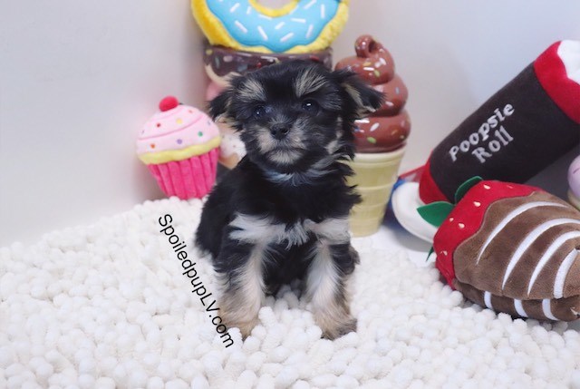 Morkie puppy for sale + 54419