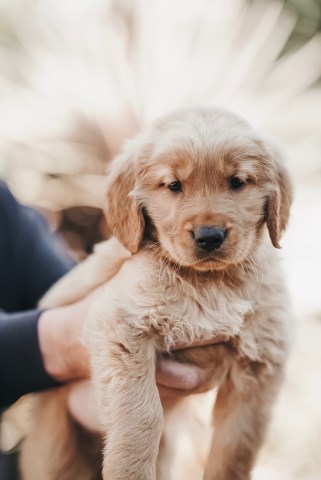 Golden Retriever puppy for sale + 59742