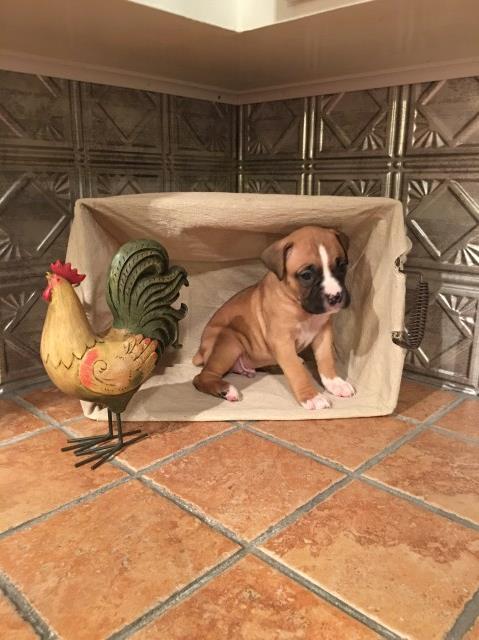Boxer puppy for sale + 47594