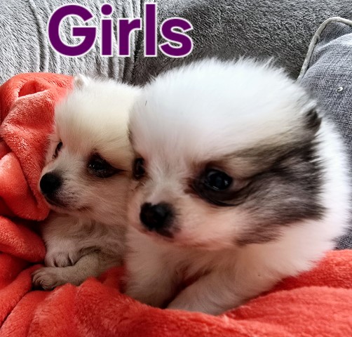 Pomeranian females born 11-25-24. Call 231 225 5590
