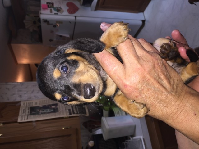 Dachshund puppy for sale + 53988