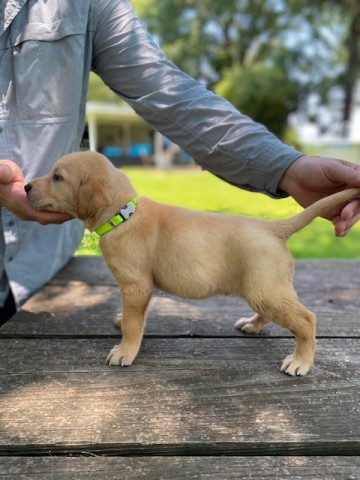 Labrador Retriever puppy for sale + 61929