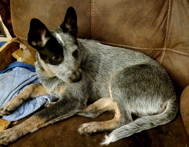 BeBe Blue Heeler