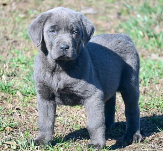 AKC Champagne, Charcoal, & Silver Labrador Retriever puppies for sale