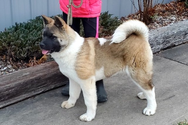 Akita puppy for sale + 62934