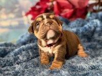 English Bulldog, F, Orange collar, health tested clear English Bulldog for sale/adoption
