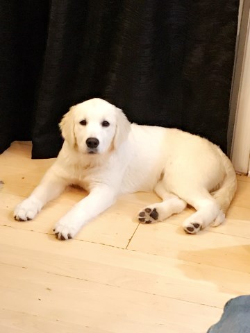 English Cream Golden Retriever