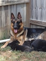 German Shepherd Puppies German Shepherd Dog for sale/adoption