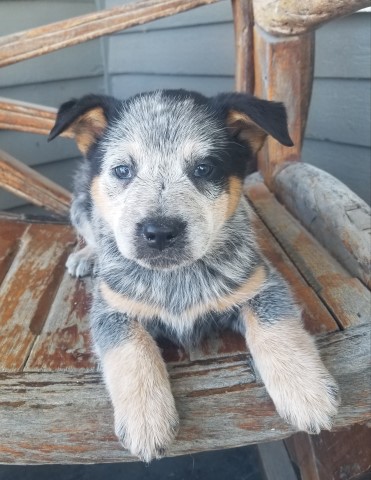 Heeler, Blue Male