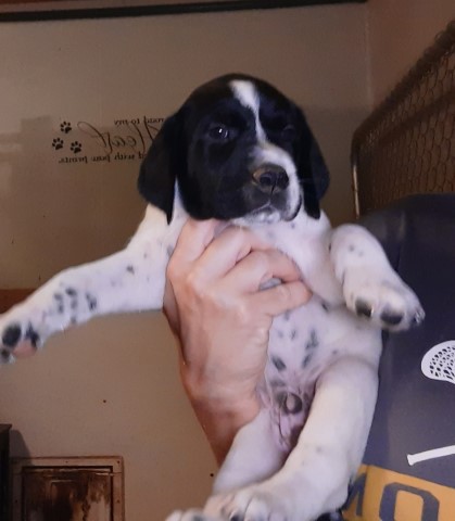 AKC German Shorthaired Pointers