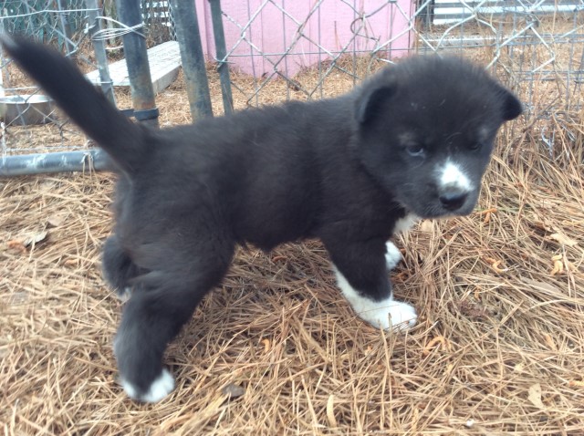 AkC Siberian Husky puppies