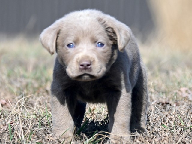 Labrador Retriever puppy for sale + 64388