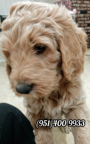 Goldendoodle Puppies!!!