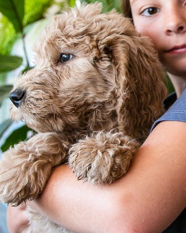 Goldendoodle puppy for sale + 63925