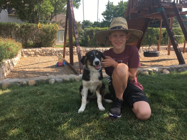 Border Collie / Australian Shepherd Mix Pups for sale