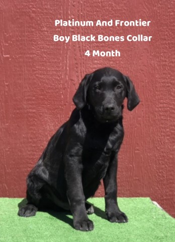 AKC Male Black Labrador Puppies