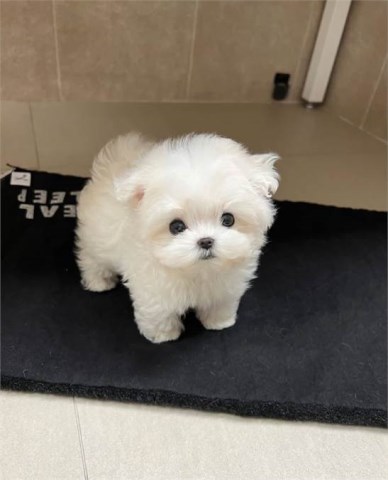 Adorable outstanding Maltese puppies