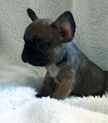 French Bulldog puppy for sale + 55615