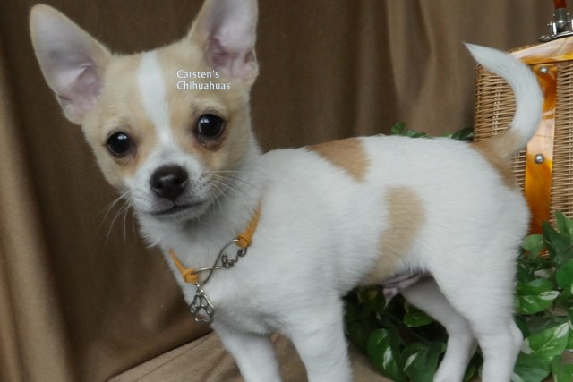 Chihuahua puppy for sale + 61981