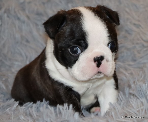 Boston Terrier puppy for sale + 64615