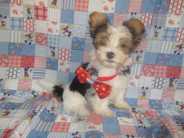 Ozzie AKC Male Parti Yorkie